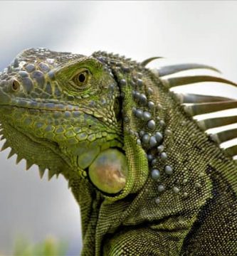 que comen las iguanas verdes