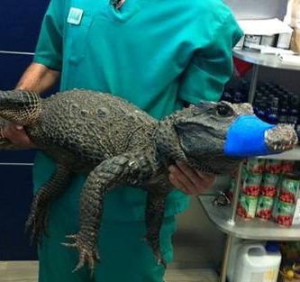 primeros auxilios para reptiles