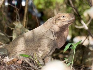 Cyclura Pinguis Barbour
