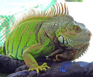 Género Iguana Iguana