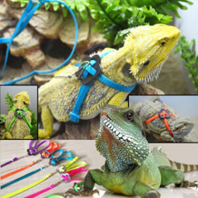 Comederos, bebederos, lechos, sustratos, decoración, humedad, medición, correas y arnés Accesorios para reptiles