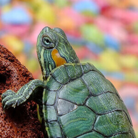 Tortugueras, comida y alimentación variada para tortugas. Comederos, cuencos, dispensadores y más Accesorio para tortugas