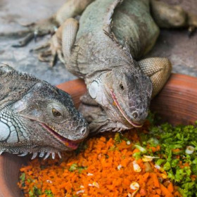 alimentacion y vitaminas para reptiles